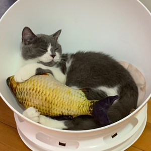 猫玩具鱼薄荷猫逗猫棒