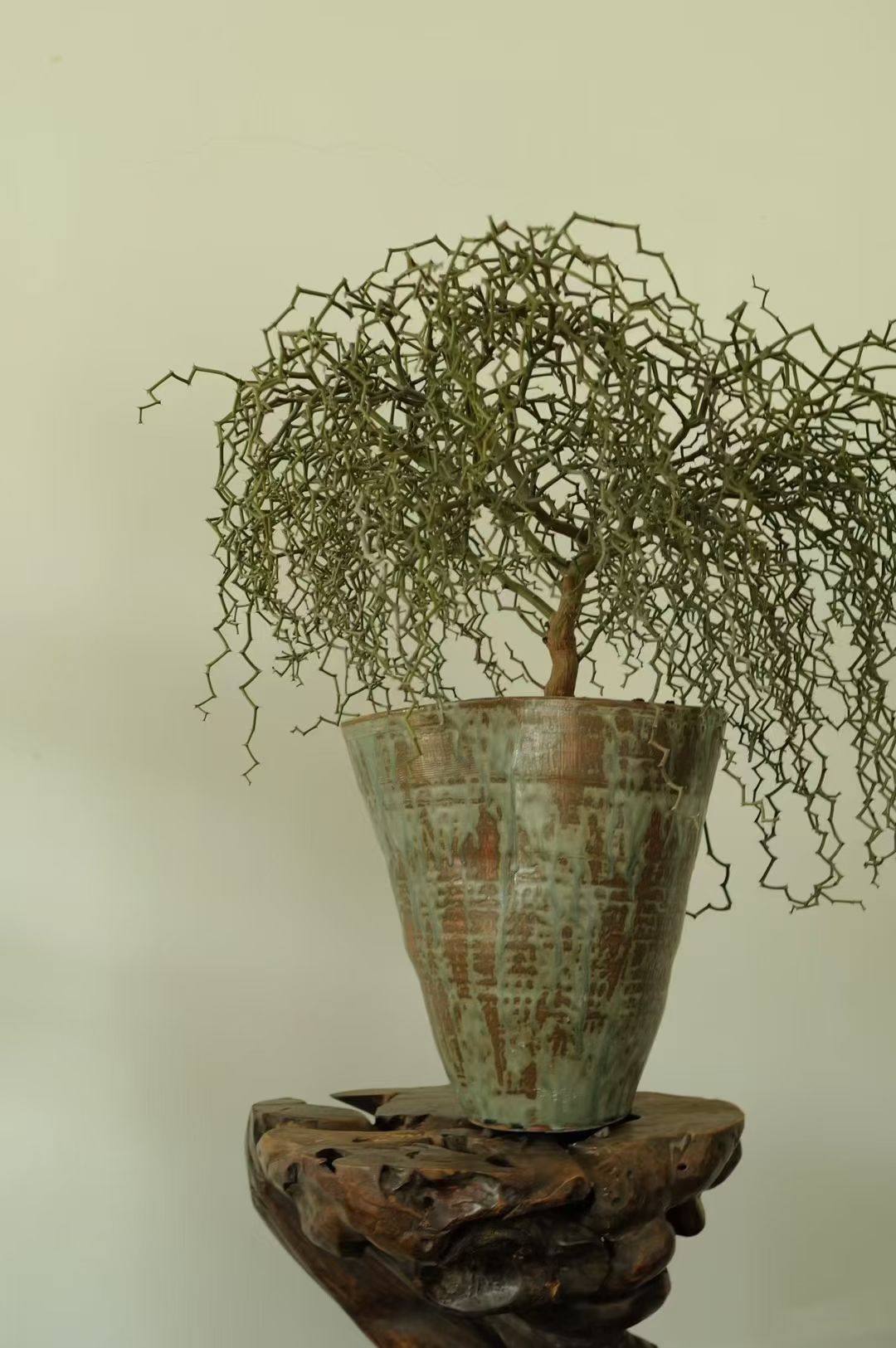 弯曲龙Decaryia madagascariensis Choux 潮玩块根龙树科盆景观赏