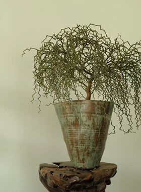 弯曲龙Decaryia madagascariensis Choux 潮玩块根龙树科盆景观赏