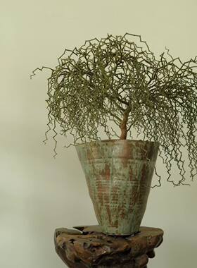 弯曲龙Decaryia madagascariensis Choux 潮玩块根龙树科盆景观赏