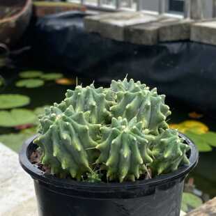 实生王冠龙仙人球 群生无刺会开花多肉植物盆栽组合 黄花大仙人掌