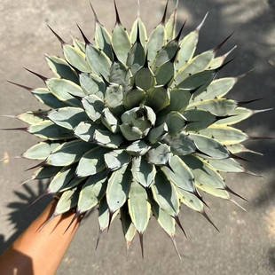 蓝肌八荒殿覆轮锦龙舌兰多肉植物 沙漠热带大型观景盆栽一物一拍