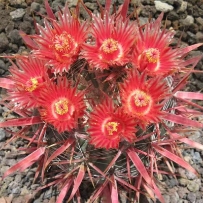 多肉植物仙人球刈穗玉