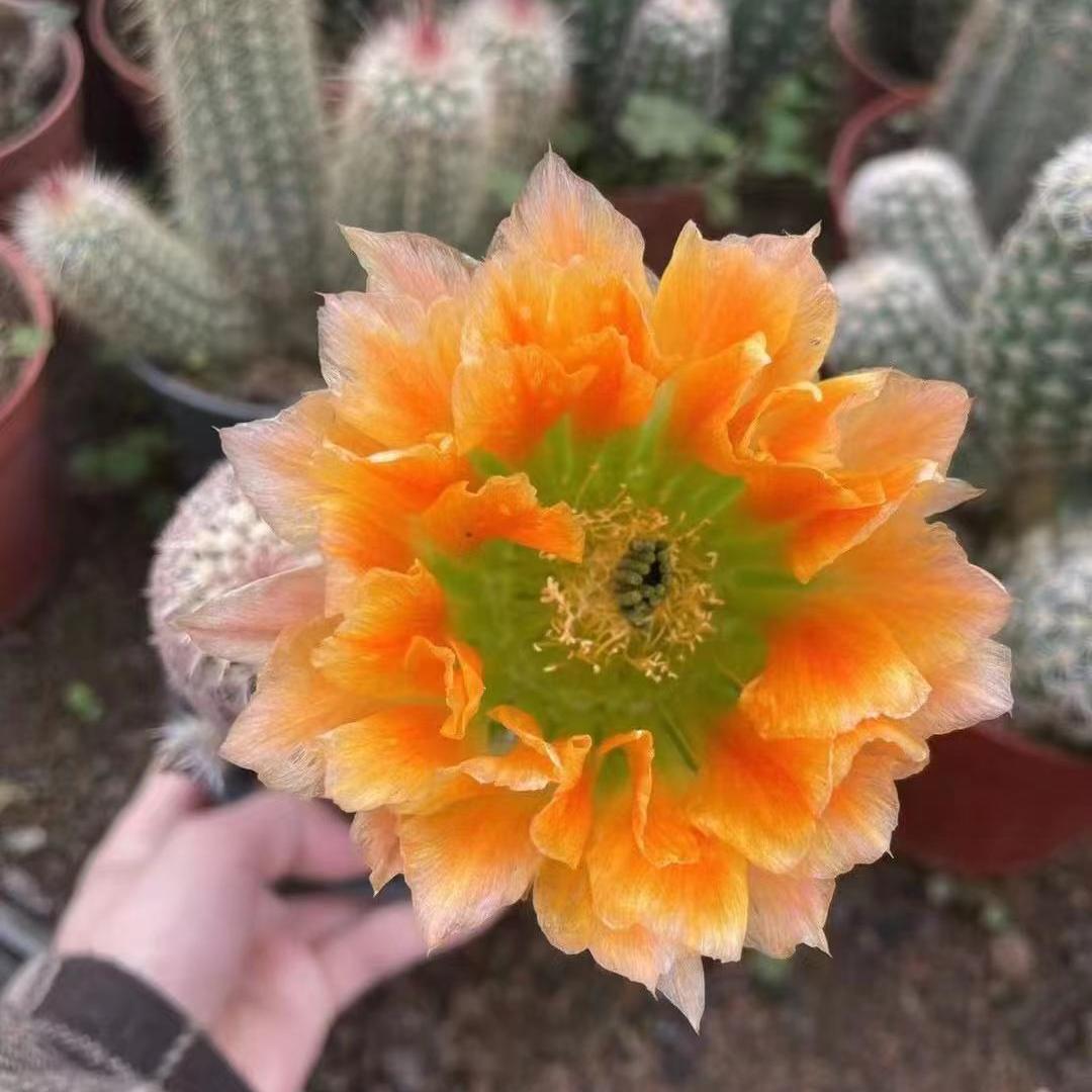 实生皇冠虾鹿角柱属虾仙人球花期长阳台好养