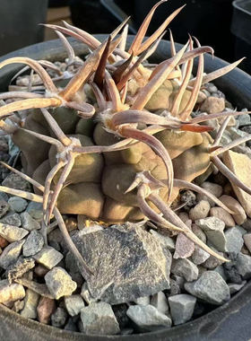 守金摩天龙实生仙人球稀有强刺狂刺紫色开花美观好养 一物一拍