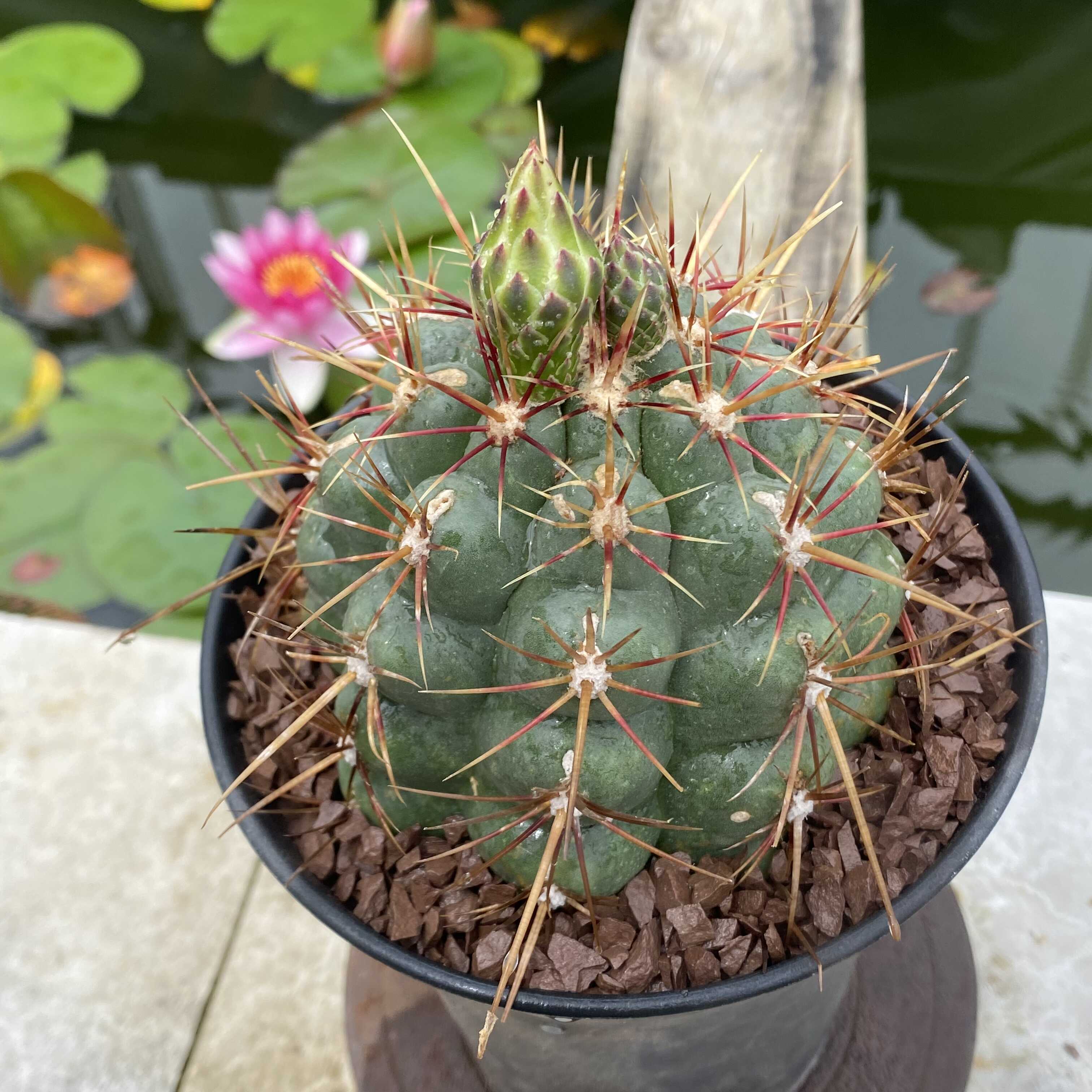 大统领实生仙人球稀有强刺开花仙人掌多肉植物办公室小盆栽