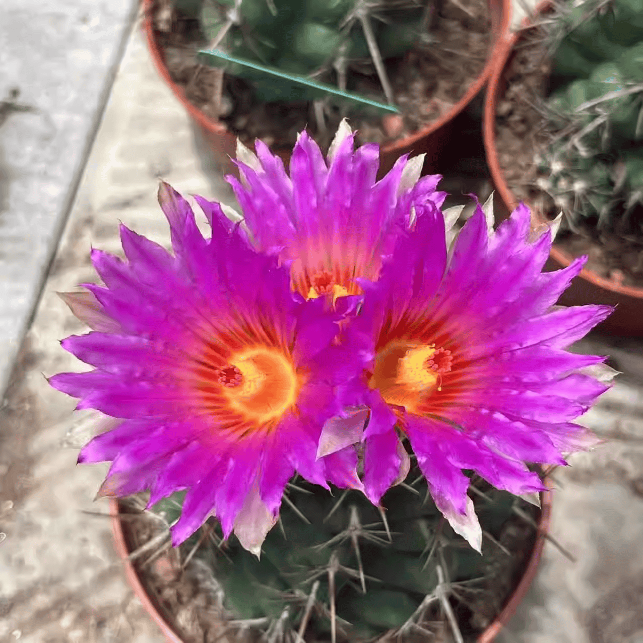 大统领仙人球高级多肉植物室内盆栽强刺开花仙人掌防辐射