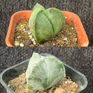 三角鸾凤玉白沙青皮仙人球实生变异盆栽室内桌面绿植仙人掌花