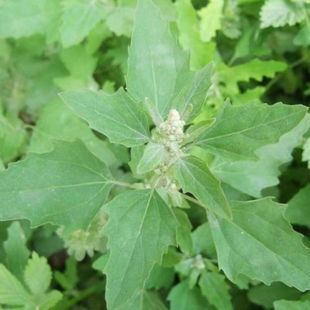 野生灰灰菜种子四季播蔬菜种子老品种野菜养生菜种子阳台盆栽庭院