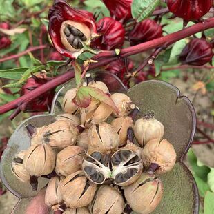 洛神花种子玫瑰茄种子四季易活泡茶补血果阳台庭院盆栽花卉籽