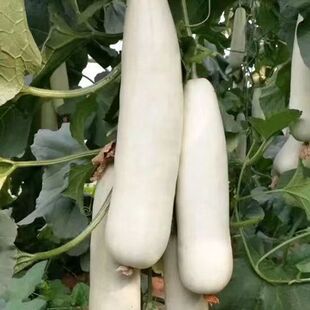 脆甜甜甜瓜种子白皮红壤甜瓜种籽早熟抗病糖度高白皮羊角蜜