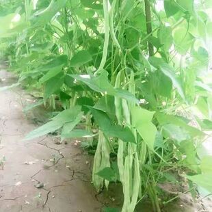 九粒白芸豆种子豆角种籽四季豆架豆种高产春秋季蔬菜种孑农家田园