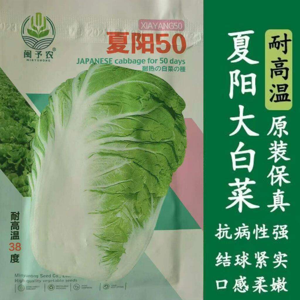 正宗耐热夏阳白菜种子包心农家黄心四季抗病大白菜种籽夏秋蔬菜子