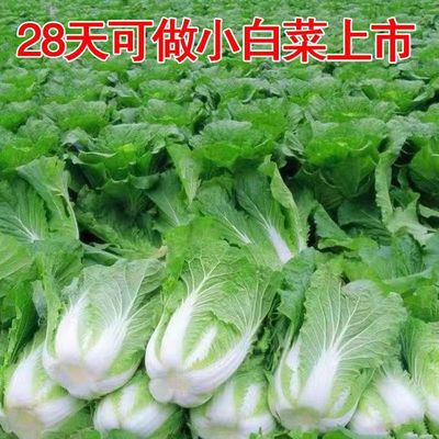 原装夏阳白菜种子抗热白菜种子夏季大白菜大白菜耐热农家蔬菜种孑