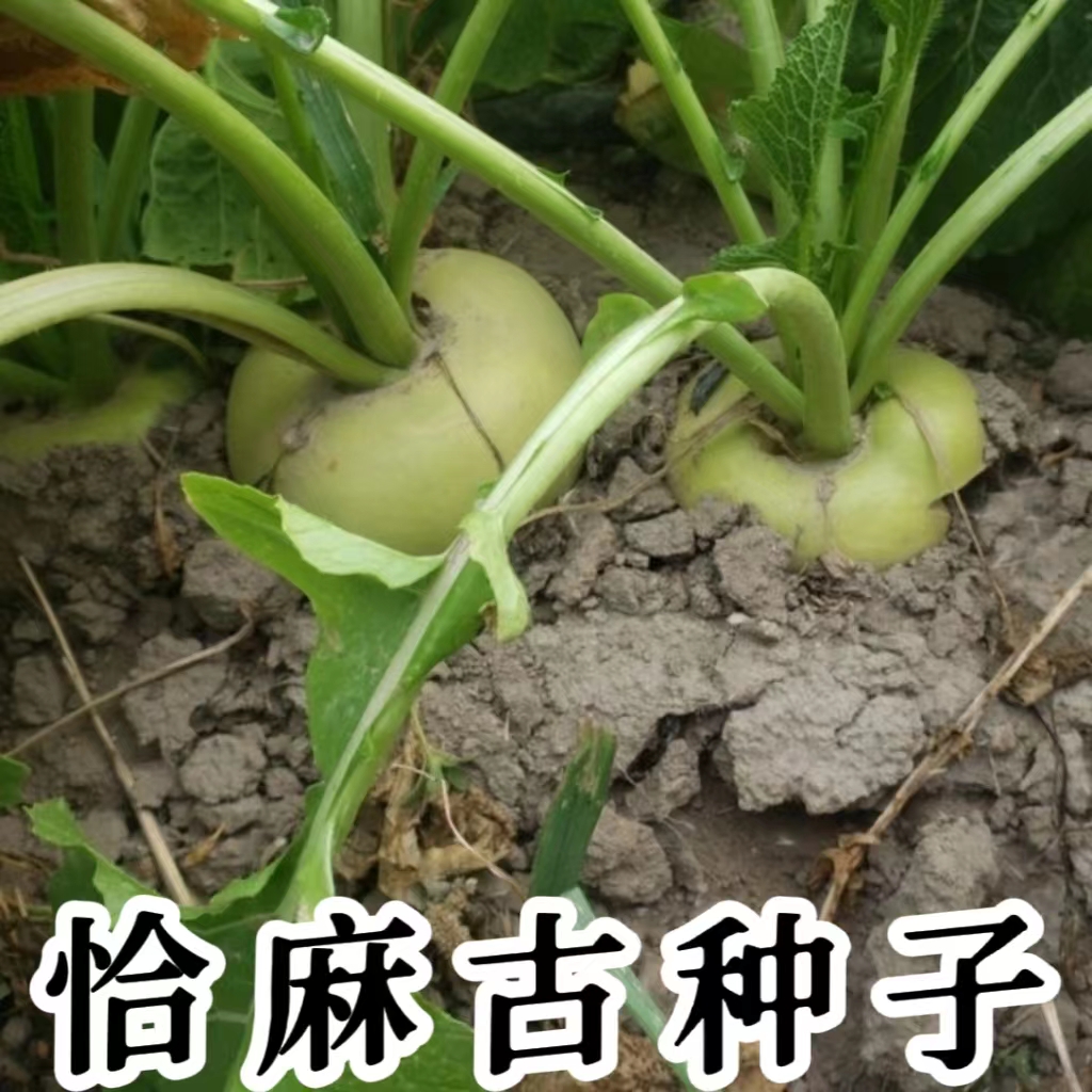 恰麻古种子春播蔬菜种子布留克圆蔓菁种孑芜菁四季土苤蓝