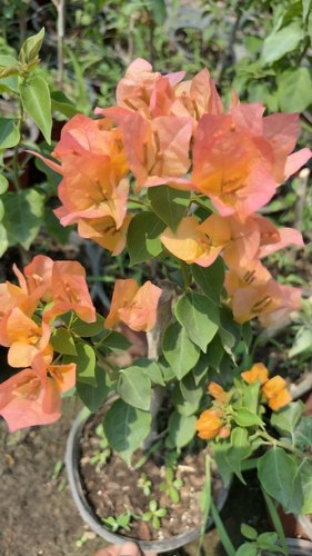 包对版三角梅点击看所有品种