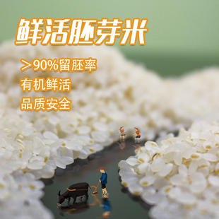 25年物元 农场双有机胚芽米新米东北粳米熬米油汤杂粮粥饭胚芽粗粮