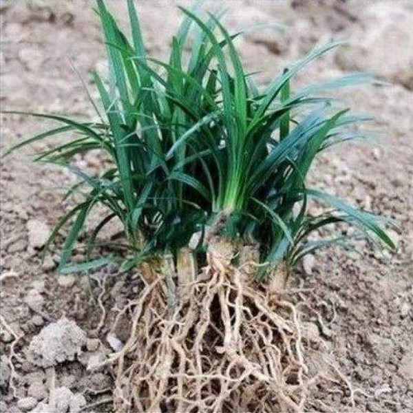 园林绿化景观耐寒耐热地被植物图片