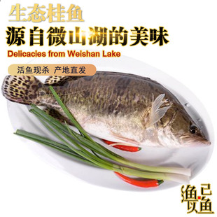 微山湖生态桂鱼淡水活鱼新鲜现杀滋补鳜鱼鳌花鱼自然生长季花鱼