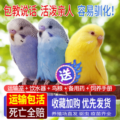 虎皮中小型鹦鹉宠物活鸟幼鸟