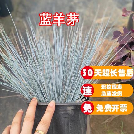 蓝羊茅盆栽观叶地被花镜植物室外耐热耐寒多年生麦冬花园庭院造景