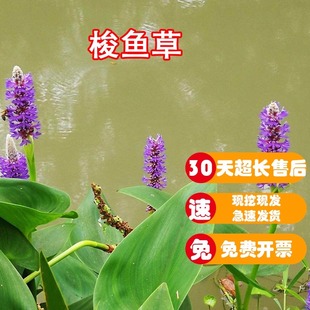 梭鱼草盆栽海寿花苗水生植物人工湿地造景净化水质水培花卉多年生