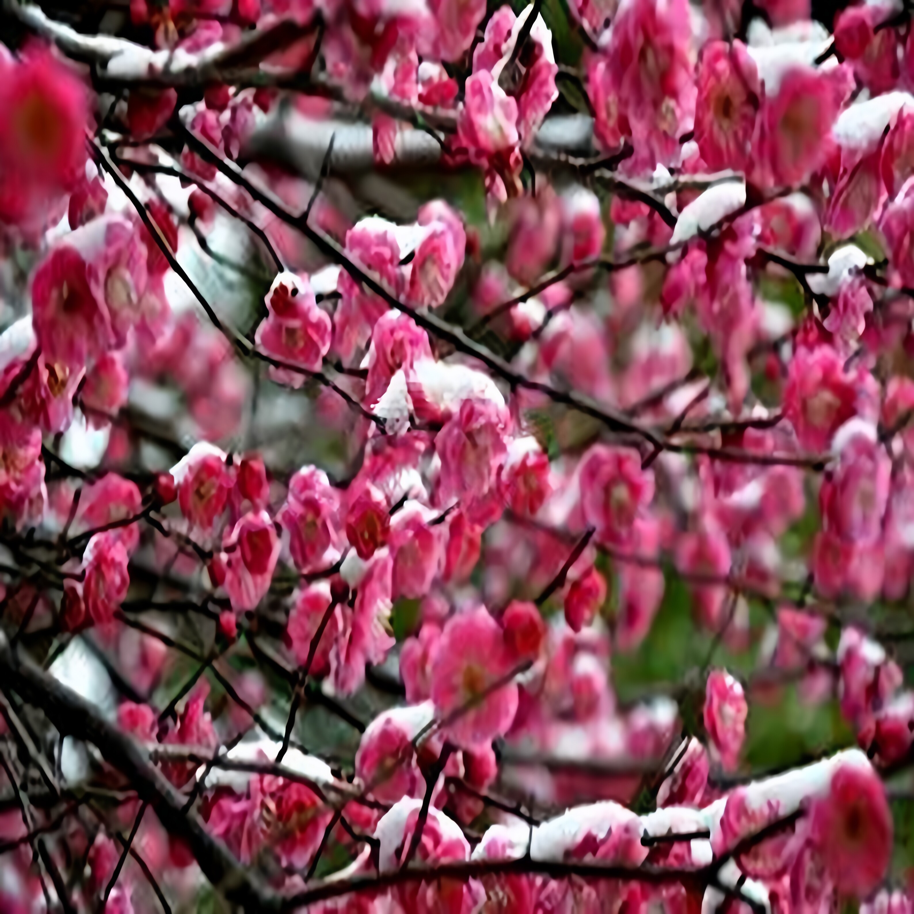 红梅花原生盆景树桩红梅树苗乌梅绿梅朱砂梅腊梅室内绿植盆栽实物