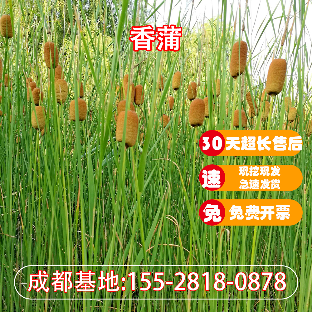 香蒲苗水烛蒲草菖蒲蒲黄香蒲棒池塘湿地公园绿化造景水生挺水植物