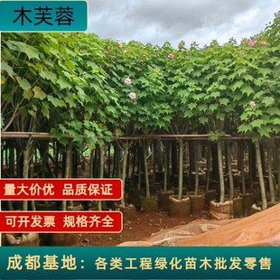 木芙蓉树庭院种植芙蓉树变色大树户外工程绿化拒霜花成都基地直销