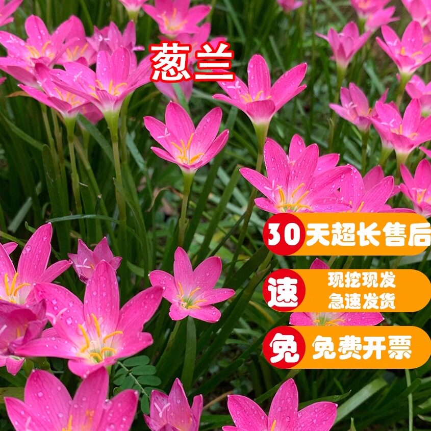 葱兰花苗韭兰风雨兰种球花卉葱莲