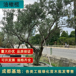 油橄榄树苗盆栽超大绿植室内大型真庭院绿化工程苗木绿植四季常绿