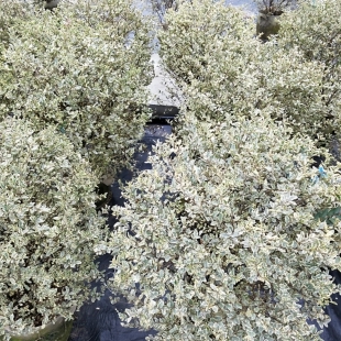 银姬小蜡/金姬小蜡盆栽花苗 耐寒四季常青好活易养多年生植物绿化