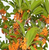 促销 桂花树苗盆栽金桂浓香型庭院室外地栽四季 桂八月沉香月月桂