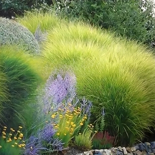 庭院观赏晨光芒植物紫叶花叶芒晨光芒失羽芒柳枝稷粉黛乱子草苗子