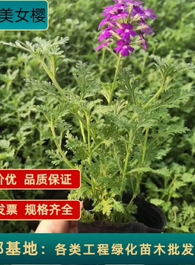 细叶美女樱盆栽花苗庭院阳台花卉绿植物基地直销工程绿化盆栽苗