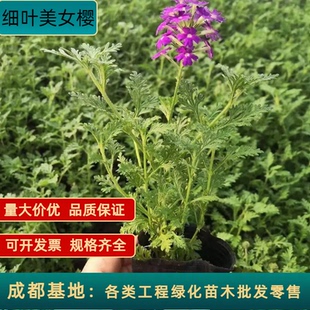 细叶美女樱盆栽花苗庭院阳台花卉绿植物基地直销工程绿化盆栽苗