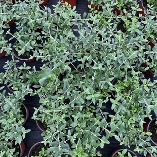 常春藤盆栽好养植物室内垂吊兰长春藤水培爬藤挂常青藤绿植