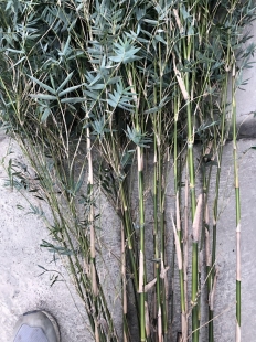 成都熊猫竹/罗汉竹/人面竹/琴丝竹/凤尾竹/金镶玉竹/小金竹盆栽