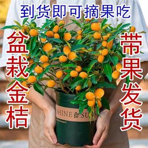 四季金桔带果发货（可食用）四季结果柠檬盆栽苗阳台客厅常绿摆放