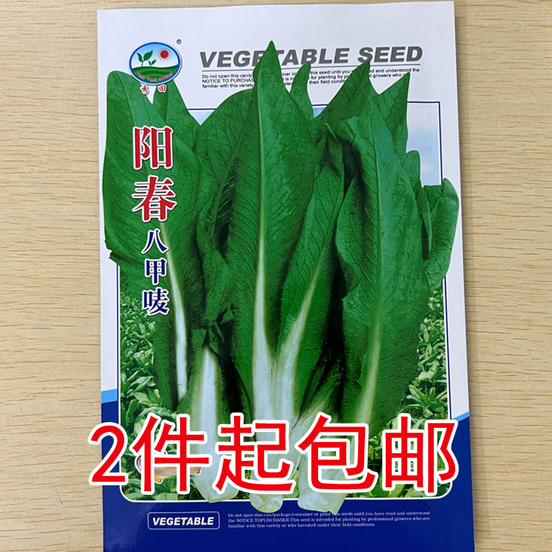 阳春八甲唛菜一年四季可种植抗寒耐热高产蔬菜种子阳台盆栽麦菜种