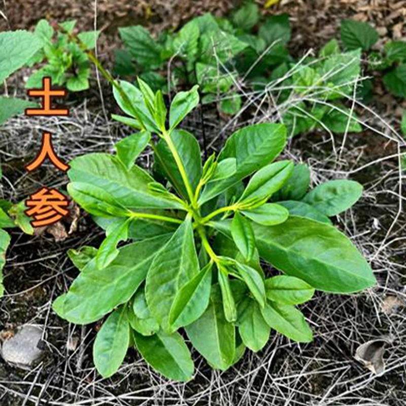 土人参带根苗子高丽参现挖现发新鲜假人参可食用可盆栽种植包邮