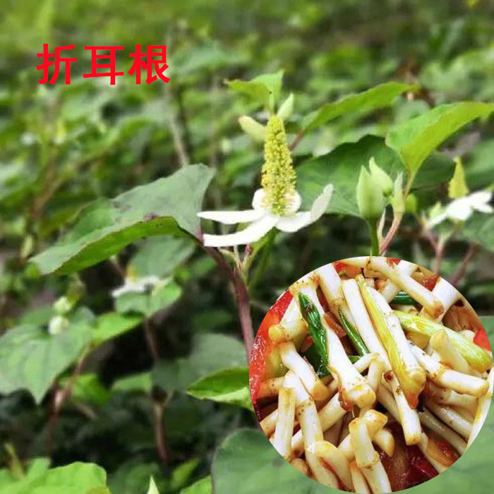 现挖折耳根种苗鱼腥草狗心草节节根带根阳台盆栽可种植根苗