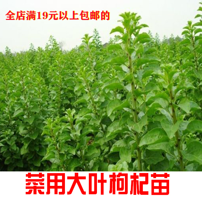 菜用大叶枸杞带根苗子现挖发货