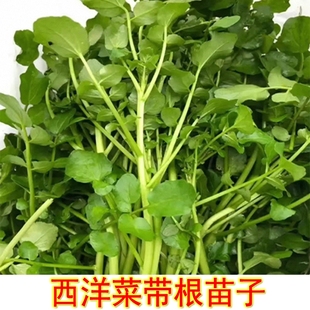 西洋菜带根苗子现挖现发新鲜可盆栽豆瓣菜打火锅蔬菜可食用可种植