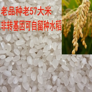 五七大米老品种可自留种当季新米新稻散装香甜可口农家自种现磨