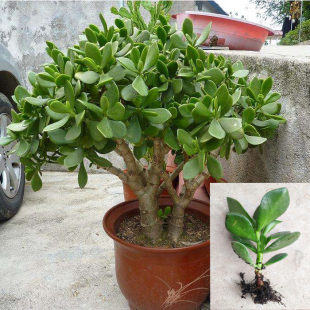 多年生常绿多肉植物玉树带根种苗阳台盆栽观赏观叶景天树常青树苗