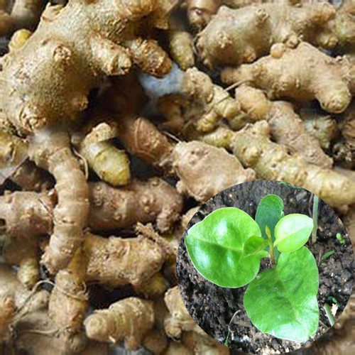 藤三七果实可种植食用泡酒上三七