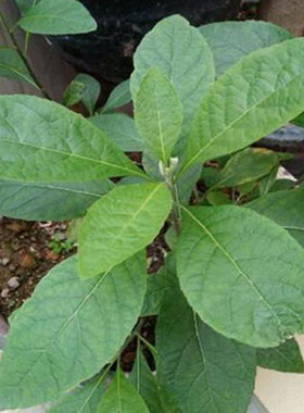 南非叶带根苗子可种植新鲜现挖