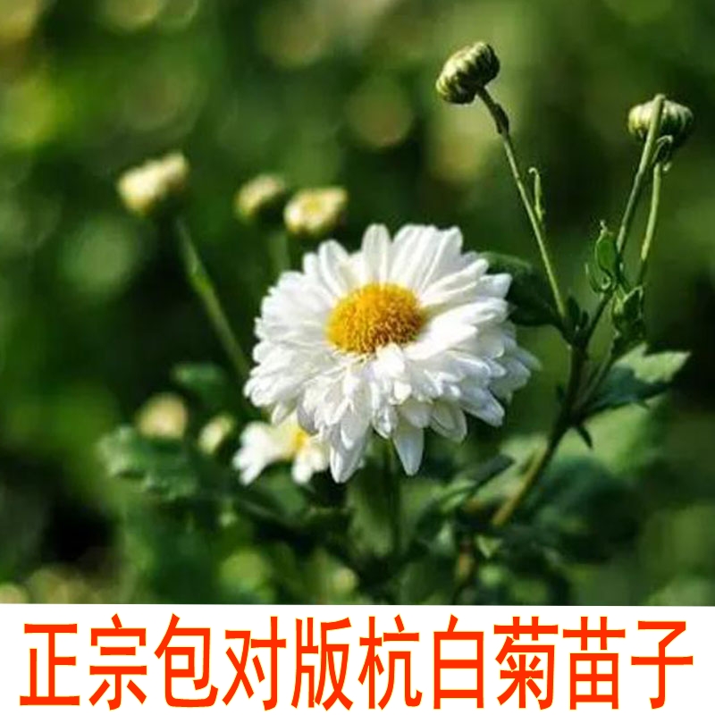 可种植带根杭白菊可泡水喝现挖