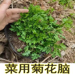 新鲜现挖南京菊花脑菊花头田边菊可食用种苗野菊草本花卉包活